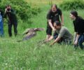 Σέρρες: Απελευθέρωσαν στην λίμνη Κερκίνη τα 15 πουλιά που έσωσαν
